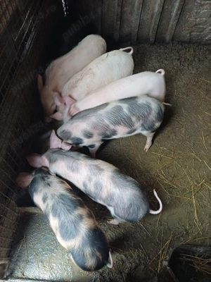 Vand purcei de rasa de carne  - imagine 3