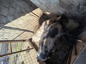 Vând un porc de 260 de kg si unul de 80 de kg - imagine 2