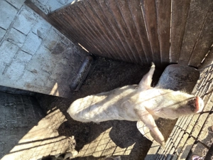 Vând un porc de 260 de kg si unul de 80 de kg - imagine 4