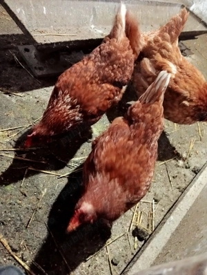 Vând șapte găini și un cocoș  - imagine 2