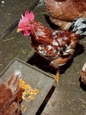 Vând șapte găini și un cocoș  - imagine 3