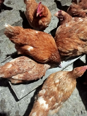 Vând șapte găini și un cocoș 