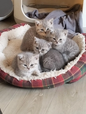 Pisici de rasa Scottish  - imagine 5