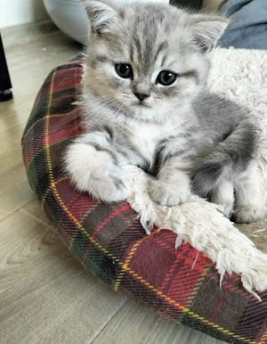 Pisici de rasa Scottish  - imagine 4