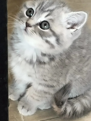 Pisici de rasa Scottish 