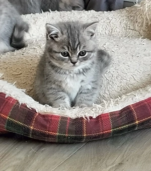 Pisici de rasa Scottish  - imagine 2