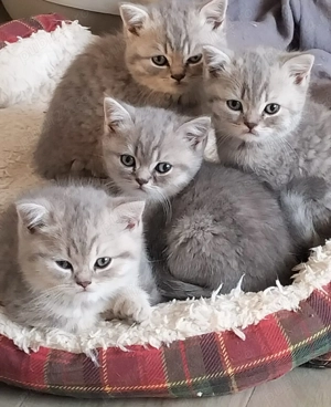 Pisici de rasa Scottish  - imagine 3