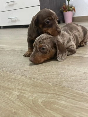 Catei teckel arlequin - imagine 2