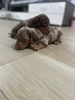 Catei teckel arlequin