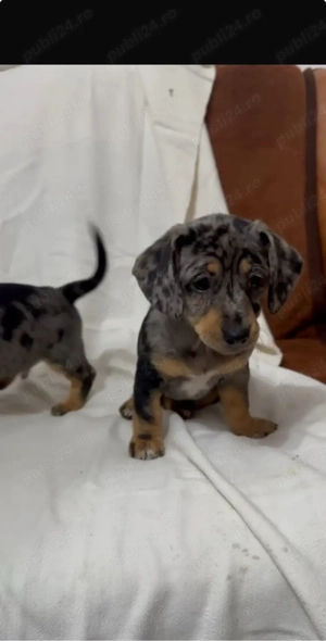 Catei teckel arlequin - imagine 4