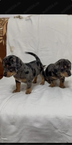 Catei teckel arlequin - imagine 3