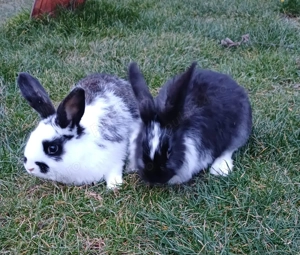 Iepurasi de vanzare - imagine 2