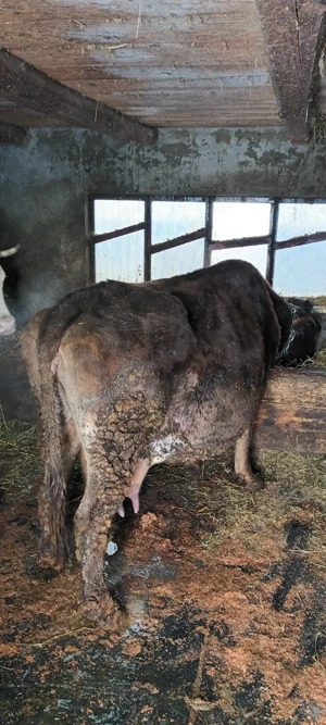 vand vaca gestanta - imagine 3