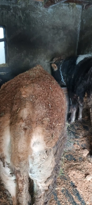 vand taur si junca - imagine 2