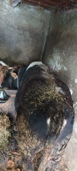 vand taur si junca - imagine 3