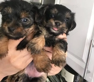 Căței Yorkshire - imagine 2