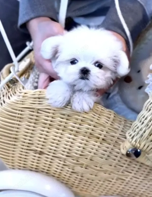 Căței Yorkshire - imagine 4