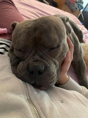 câine de vânzare  - imagine 4