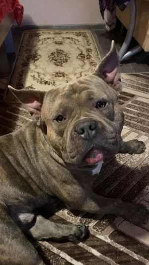 câine de vânzare  - imagine 5