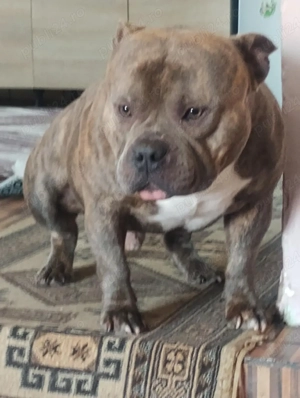 câine de vânzare  - imagine 2