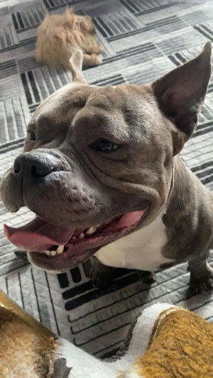 câine de vânzare  - imagine 3