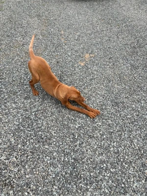 Vând cătel de Vișlă Maghiară - imagine 2