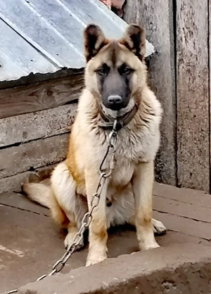 Ciobănesc belgian Malinois 
