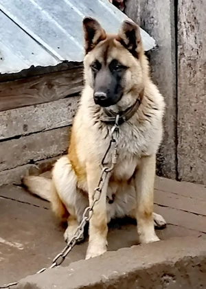 Ciobănesc belgian Malinois 