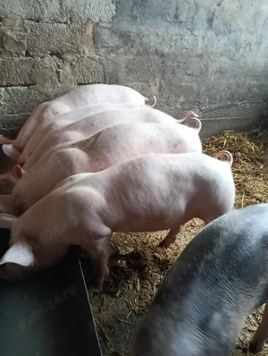 de vanzare - imagine 4