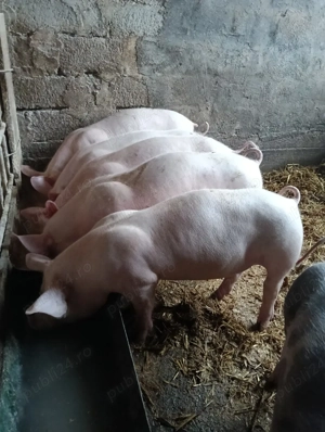 de vanzare - imagine 3