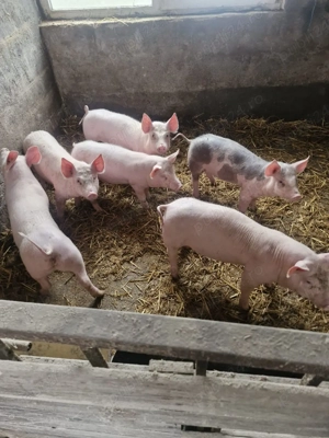 de vanzare - imagine 2