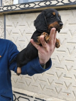 Teckel cu părul lung 