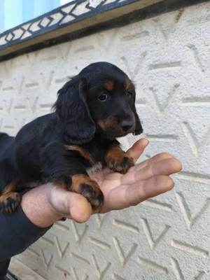 Teckel cu părul lung  - imagine 2