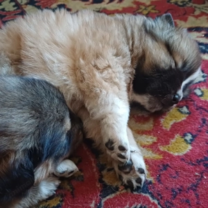 Catelusi de 3 luni - imagine 5