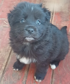 Catelusi de 3 luni - imagine 3