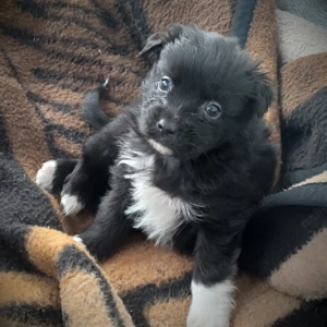 Catelusi de 3 luni - imagine 2