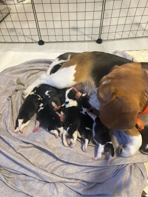 pui beagle spre vanzare  - imagine 2