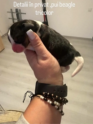 pui beagle spre vanzare 