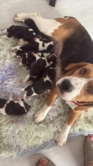 pui beagle spre vanzare  - imagine 5