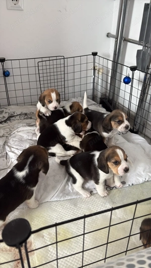 pui beagle spre vanzare  - imagine 4