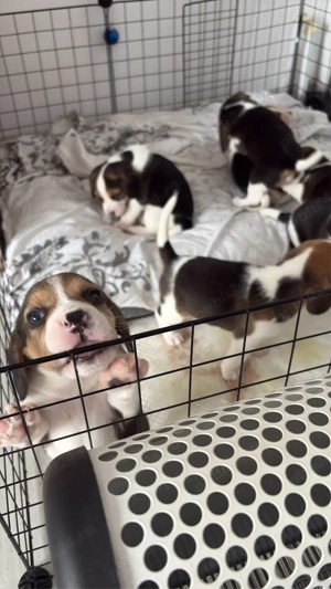 pui beagle spre vanzare  - imagine 3