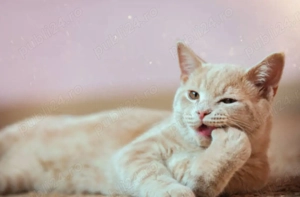 british cream - imagine 3