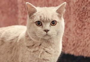 british cream - imagine 2