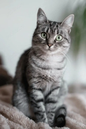 american shorthair 