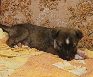 Catelusi de 3 luni - imagine 4