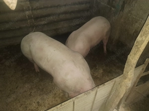 Porci de vanzare -rasa PIETRAN - super calitate - imagine 2