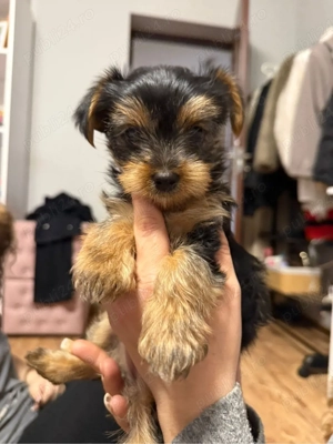 Ne cautam o casuta noua - imagine 5