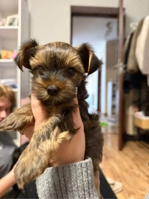 Ne cautam o casuta noua - imagine 3