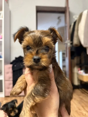 Ne cautam o casuta noua - imagine 2