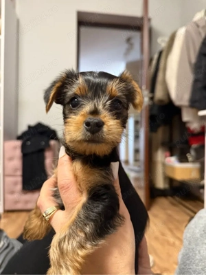 Ne cautam o casuta noua - imagine 4